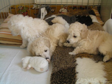 35. den BOREAS, BOOTES, BECRUX  a 1 myš